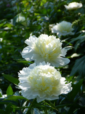 2016-06-05 Paeonia.jpg