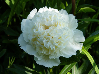 2016-06-05 Paeonia 'Lancaster Improved'.jpg