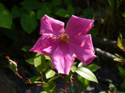 2016-06-05 Rosen Rosa chinensis var. mutabilis.jpg