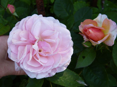 2016-06-05 Rosen 'FDxPat03' 3.jpg