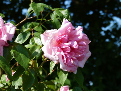 2016-06-05 Rosen 'Emmanuella de Mouchy'.jpg