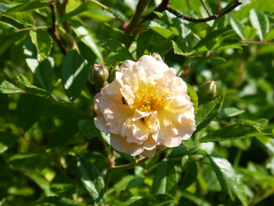 2016-06-05 Rosen 'Ghislaine de Féligonde'.jpg