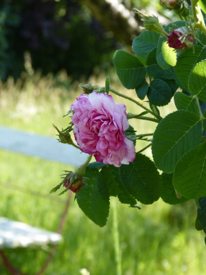 2016-06-05 Rosen 'Leda'.jpg
