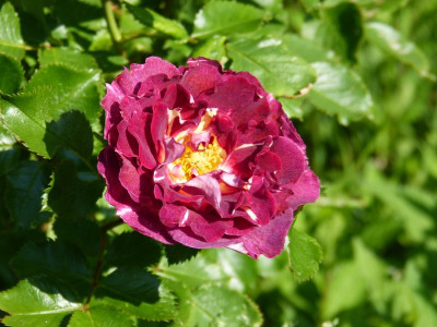 2016-06-05 Rosen 'Let's celebrate'.jpg