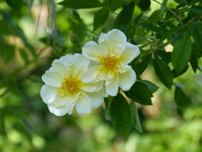2016-06-05 Rosen 'Lykkefund'.jpg