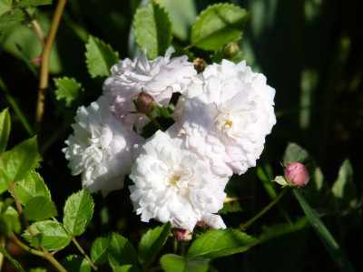 2016-06-05 Rosen 'Miss Ahrensburg'.jpg