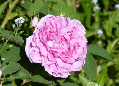 2016-06-05 Rosen 'Soupert et Notting'.jpg