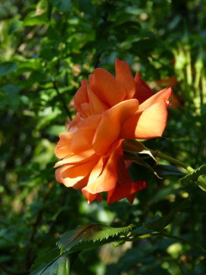 2016-06-05 Rosen 'Westerland'.jpg