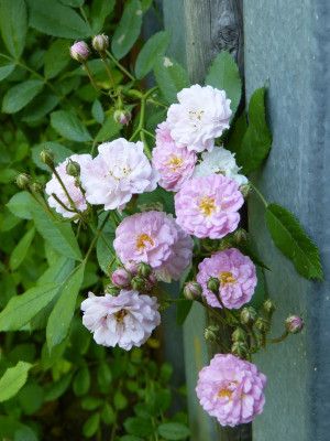2016-06-05 Rosen 'Witzenhausen'.jpg