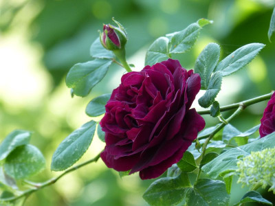 2016-06-05 Rosen 'Souvenir du Dr. Jamain' 2.jpg