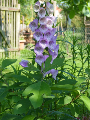 2016-06-05 Gartenimpressionen 1.jpg