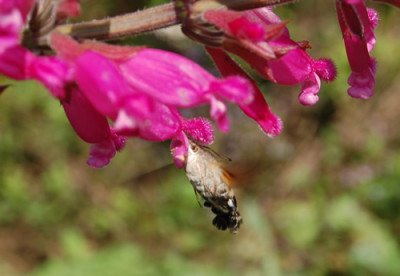 Taubenschwanzchen__Salbei_involucrata_Bethellii_N_0103_95.jpg
