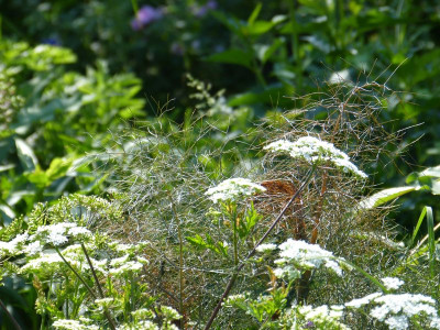 2016-06-05 Gartenimpressionen 3.jpg