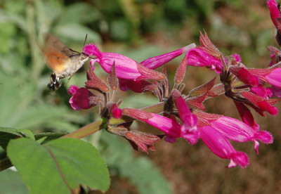 Taubenschwanzchen__Salbei_involucrata_Bethellii_N_0095_92.jpg