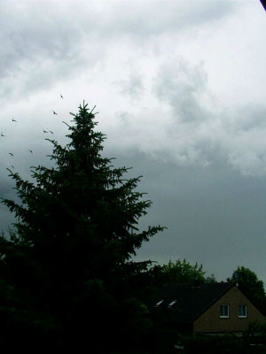 23_06_2004_Taubenschwarm_bei_Gewitter.jpg