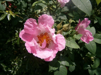 Rosen2016 002.JPG