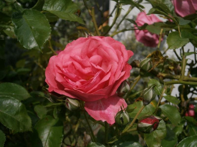 Rosen2016 015.JPG