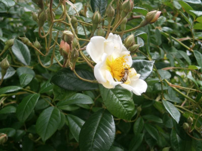 Rosen2016 016.JPG