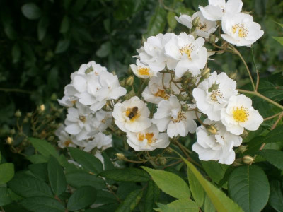 Rosen2016 006.JPG