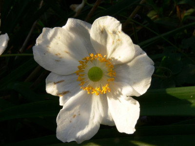 P1020147_Large.JPG