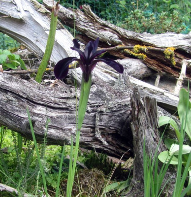 Iris chrysographes 2016.jpg