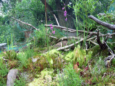 Gladiolus palustris2016.jpg