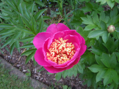 Juni 013.JPG
