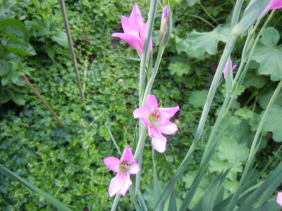 Juni 012.JPG