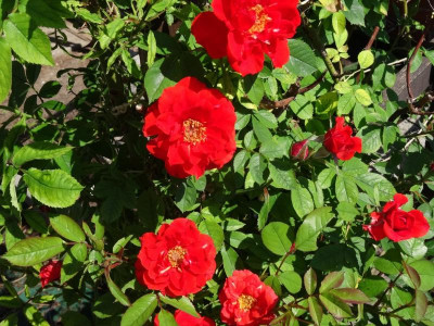 rose05.jpg