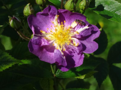 rose06.jpg