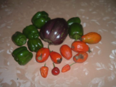Paprika__Auberginen.jpg