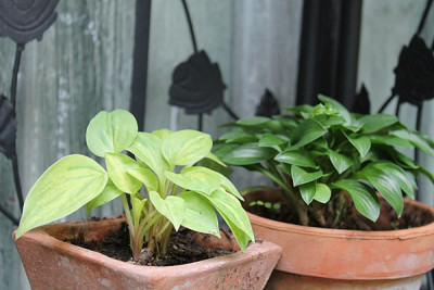 Hosta ' Silver Threads and Gold Needles ' mit 'Plug Nickel'.JPG