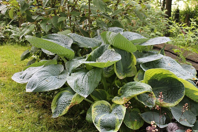 Hosta sieboldiana 'Elegans' mit Hosta sieboldiana 'Frances Williams'.JPG