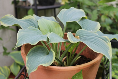 Hosta Blue Flame1.JPG