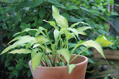 Hosta ' Pineapple Upsidedown Cake '.JPG