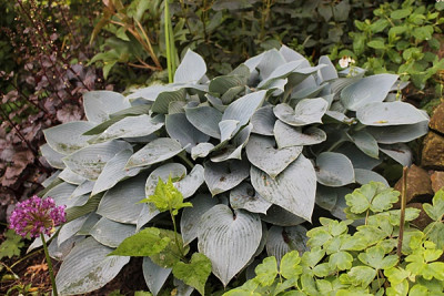 Hosta Halcyon.JPG