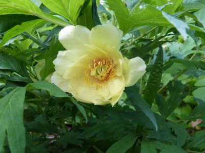 2016-06-05 Paonia 'High Noon'.jpg