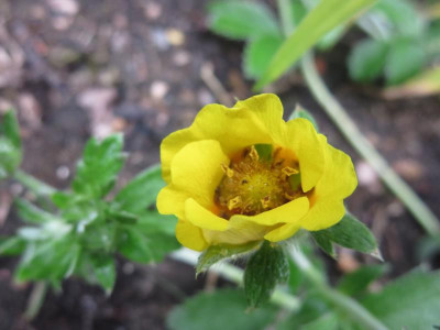 Potentilla atrosanguinea var.jpg