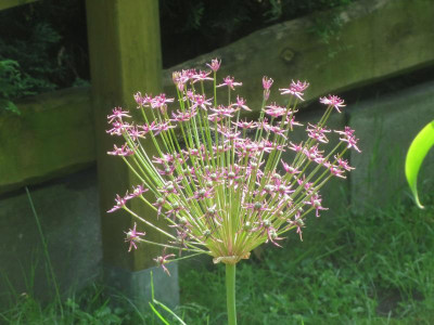 Allium schubertii_3620.jpg