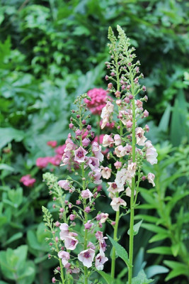 Verbascum phoeniceum ‘Antique Rose’1.JPG