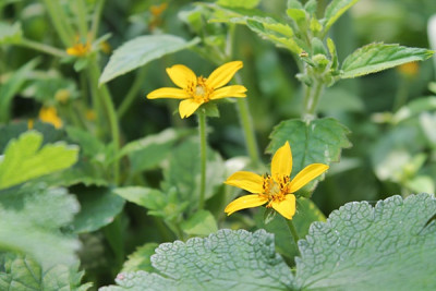 Chrysogonum virginianum.JPG