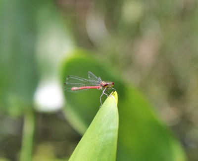 Frühe Adonislibelle.JPG