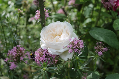 Rose Winchester Cathedral.JPG