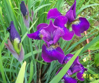 100_6463 I. sibirica Sämling violett riesig.jpg