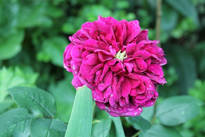 Rose The Prince.JPG