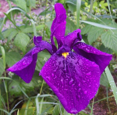 100_6437 Iris Sämling.jpg