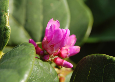 Chin._Judasbaum_Avondale_R_0116_95.jpg