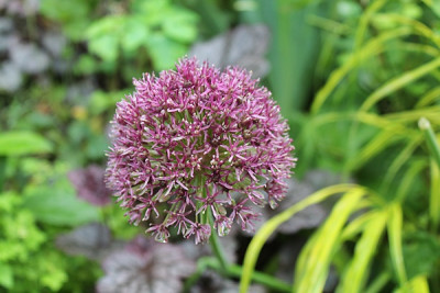 Allium Ostara.JPG