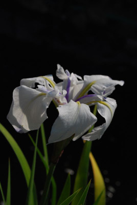 iris_snowdrift.jpg