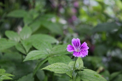 Geranium nodosum 'White Leaf'.JPG